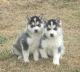Sakhalin Husky Puppies for sale in Little Rock, AR, USA. price: NA