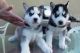 Sakhalin Husky Puppies for sale in Moreno Valley, CA, USA. price: NA