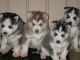 Sakhalin Husky Puppies for sale in Washington, DC, USA. price: NA
