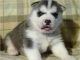 Sakhalin Husky Puppies for sale in Olathe, KS, USA. price: NA