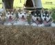 Sakhalin Husky Puppies for sale in Jackson, MS, USA. price: NA