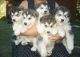 Sakhalin Husky Puppies for sale in Manchester, NH, USA. price: NA