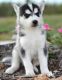 Sakhalin Husky Puppies for sale in Oklahoma City, OK, USA. price: NA