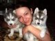Sakhalin Husky Puppies for sale in Philadelphia, PA, USA. price: NA