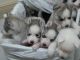 Sakhalin Husky Puppies for sale in United States Postal Service, 100 PR-3, San Juan, 00924, Puerto Rico. price: NA