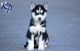 Sakhalin Husky Puppies for sale in Salt Lake City, UT, USA. price: NA