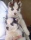 Sakhalin Husky Puppies for sale in Richmond, VA, USA. price: NA