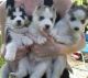 Sakhalin Husky Puppies for sale in Milwaukee, WI, USA. price: NA