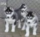 Sakhalin Husky Puppies for sale in Fort Laramie, WY, USA. price: NA