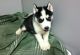 Sakhalin Husky Puppies for sale in Antioch, CA, USA. price: NA