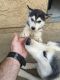 Sakhalin Husky Puppies for sale in Charlotte, NC, USA. price: NA