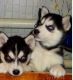 Sakhalin Husky Puppies for sale in Fort Wayne, IN, USA. price: NA