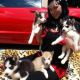 Sakhalin Husky Puppies for sale in Rochester, NY, USA. price: NA