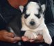 Sakhalin Husky Puppies for sale in Fullerton, CA, USA. price: NA