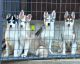 Sakhalin Husky Puppies for sale in New York, NY, USA. price: NA