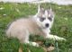 Sakhalin Husky Puppies for sale in Abilene, TX, USA. price: NA