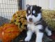 Sakhalin Husky Puppies for sale in Brownsville, TX, USA. price: NA