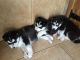 Sakhalin Husky Puppies for sale in Waco, TX, USA. price: NA