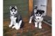 Sakhalin Husky Puppies for sale in Birmingham, AL, USA. price: NA
