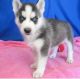 Sakhalin Husky Puppies for sale in Jersey City, NJ, USA. price: NA