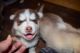 Sakhalin Husky Puppies for sale in St. Louis, MO, USA. price: NA