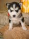 Sakhalin Husky Puppies for sale in Kent, WA, USA. price: NA
