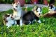 Sakhalin Husky Puppies for sale in Adelanto, CA, USA. price: NA