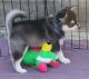 Sakhalin Husky Puppies for sale in Charlotte, NC, USA. price: NA