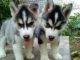 Sakhalin Husky Puppies for sale in Newark, NJ, USA. price: NA