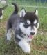 Sakhalin Husky Puppies for sale in Johnson Creek, WI, USA. price: NA