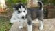 Sakhalin Husky Puppies for sale in Philadelphia, PA, USA. price: NA