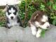 Sakhalin Husky Puppies for sale in Fort Worth, TX, USA. price: NA