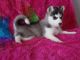 Sakhalin Husky Puppies for sale in Phoenix, AZ, USA. price: NA
