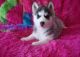 Sakhalin Husky Puppies for sale in Phoenix, AZ, USA. price: NA