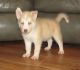 Sakhalin Husky Puppies for sale in Indianapolis, IN, USA. price: NA