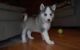 Sakhalin Husky Puppies for sale in San Diego, CA, USA. price: NA