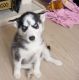 Sakhalin Husky Puppies for sale in Rochester, NY, USA. price: NA