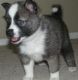 Sakhalin Husky Puppies for sale in Houston, TX, USA. price: NA