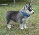 Sakhalin Husky Puppies for sale in Jekyll Island, GA 31527, USA. price: $900