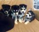 Sakhalin Husky Puppies for sale in Los Angeles City Hall, 200 N Spring St, Los Angeles, CA 90012, USA. price: NA