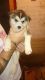 Sakhalin Husky Puppies for sale in California St, Denver, CO, USA. price: NA