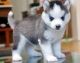 Sakhalin Husky Puppies for sale in Los Angeles, CA 90005, USA. price: NA