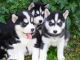 Sakhalin Husky Puppies for sale in Los Angeles, CA 90005, USA. price: NA