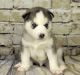 Sakhalin Husky Puppies for sale in Branford, FL 32008, USA. price: $400