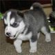 Sakhalin Husky Puppies for sale in Argyle Forest Blvd, Jacksonville, FL, USA. price: $300