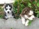 Sakhalin Husky Puppies for sale in Los Angeles, CA, USA. price: NA
