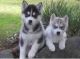 Sakhalin Husky Puppies for sale in Daytona Beach, FL, USA. price: $250