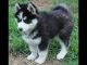 Sakhalin Husky Puppies for sale in Omar Ave, Carteret, NJ 07008, USA. price: NA