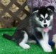 Sakhalin Husky Puppies for sale in Birmingham, AL 35201, USA. price: NA