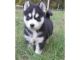 Sakhalin Husky Puppies for sale in Westerville Woods Dr, Columbus, OH 43231, USA. price: NA